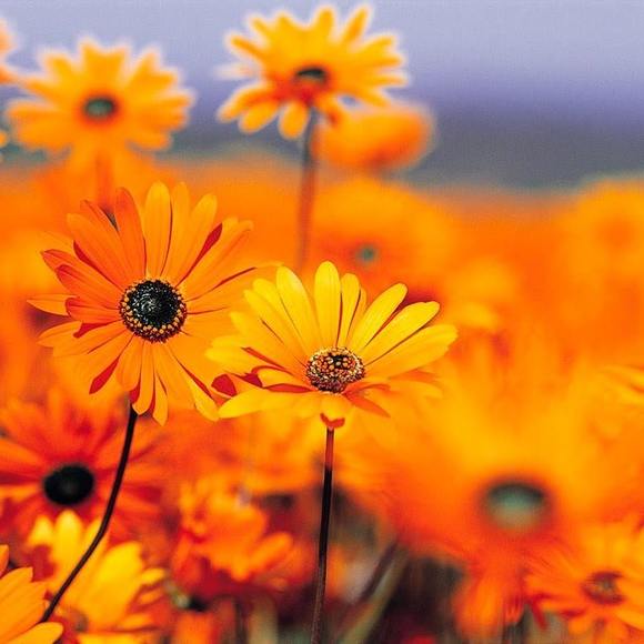 Meet your Posher, Ayana - Picture 1 of 1